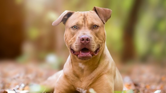 Pitbull marrón
