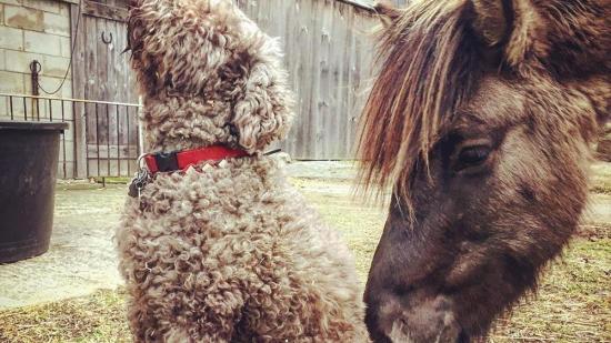 Perro de aguas y caballo