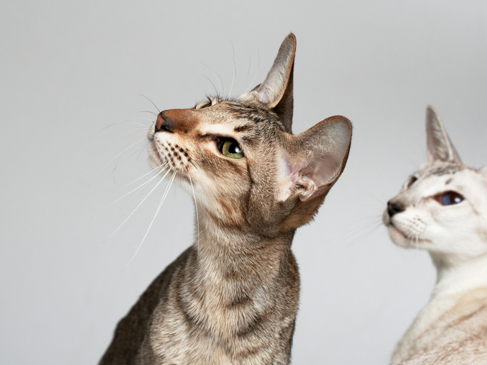 Dos gatos orientales jóvenes