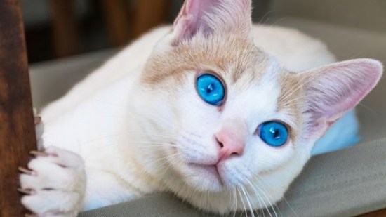 Gato ojos color océano
