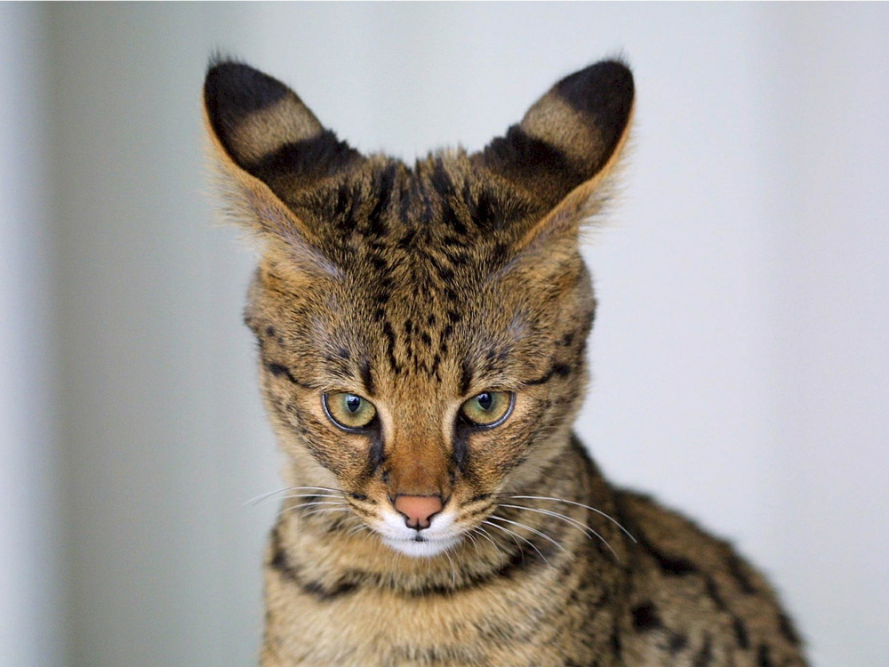 Gato savannah