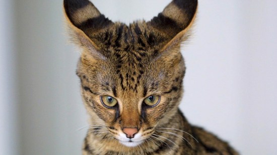 Gato savannah