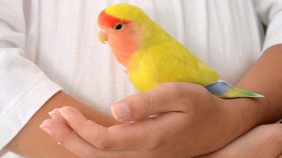 loro en brazos