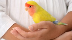 loro en brazos