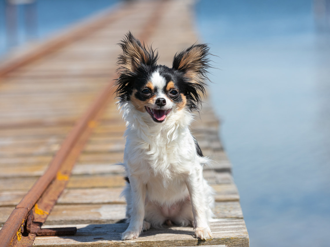 Chihuahua