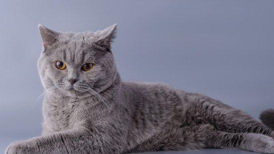 Gato british
