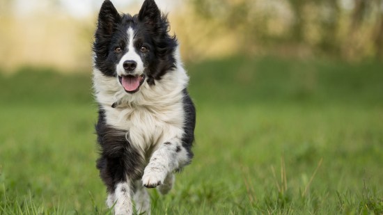 Perro border collie corriendo