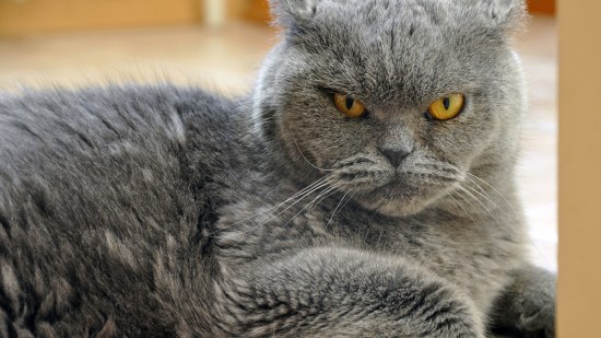 Gato gris enfadado