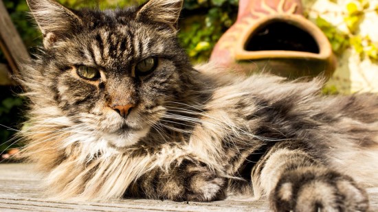 Maine coon tumbado