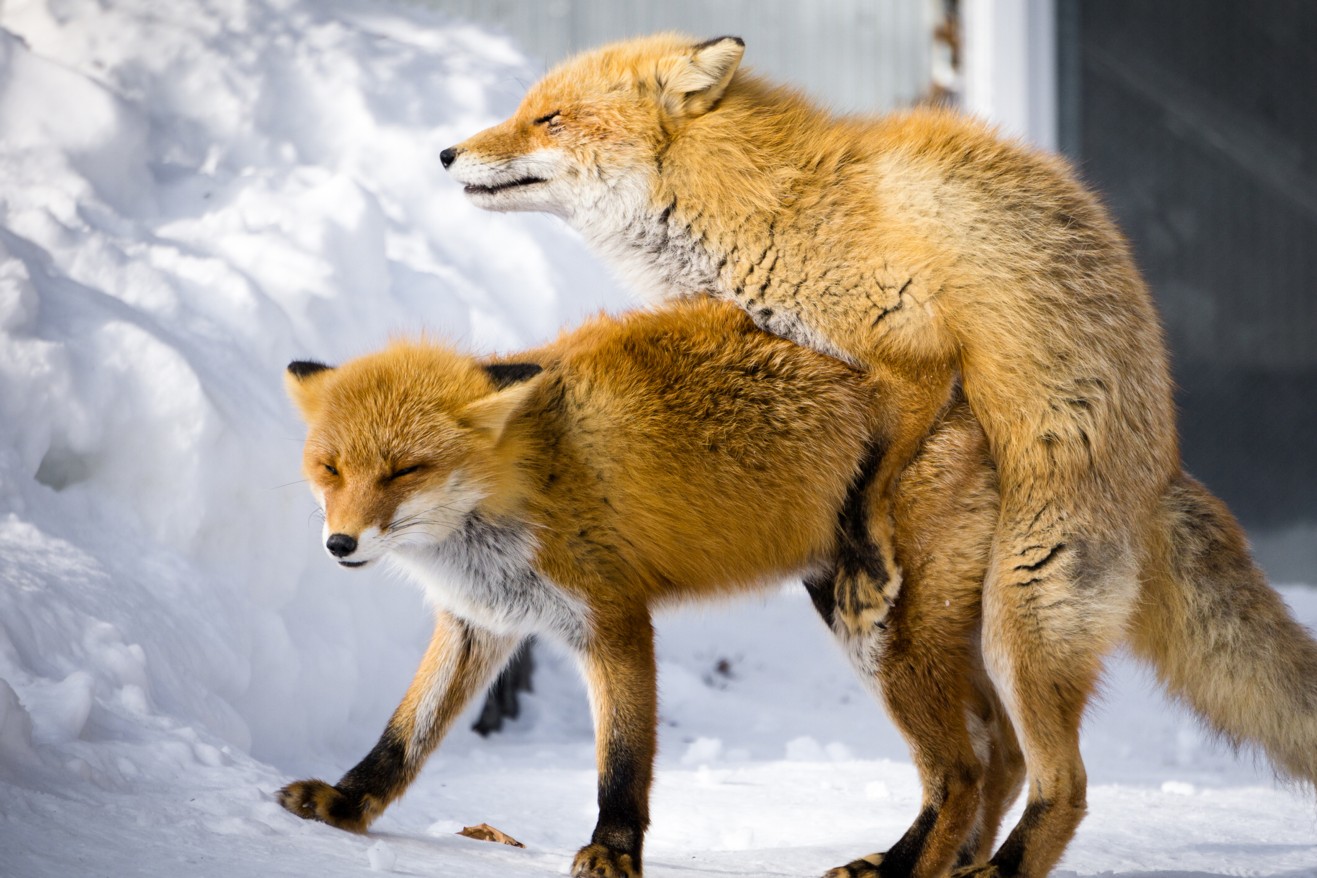 sexo-animal