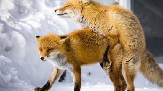 sexo-animal