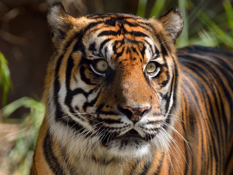 Tigre de Sumatra