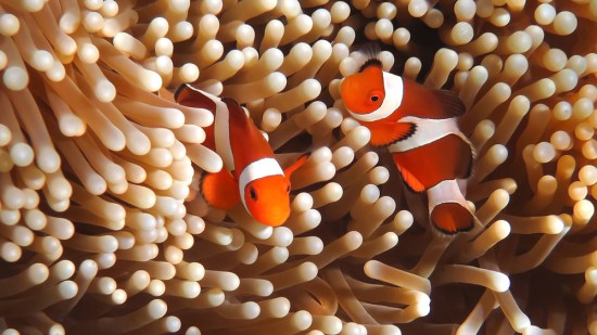 Pareja de peces payaso