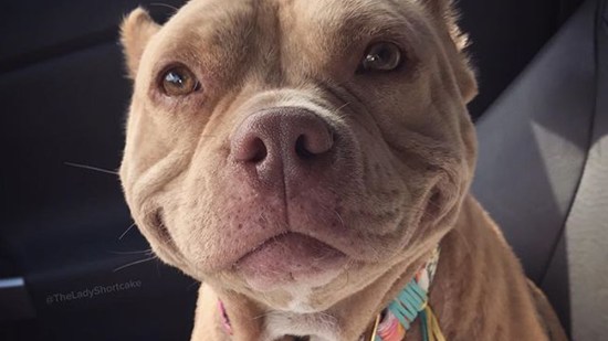 Pitbull marrón