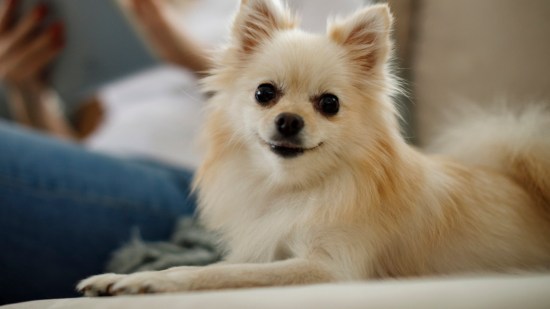 Perro de raza pomerania tumbado en el sofá