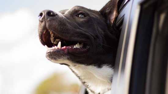 Perro asomado por la ventanilla