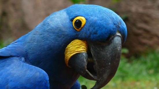 loro de plumaje azul