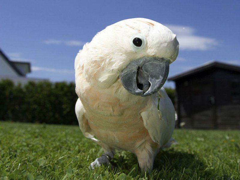 cacatua miando a cámara