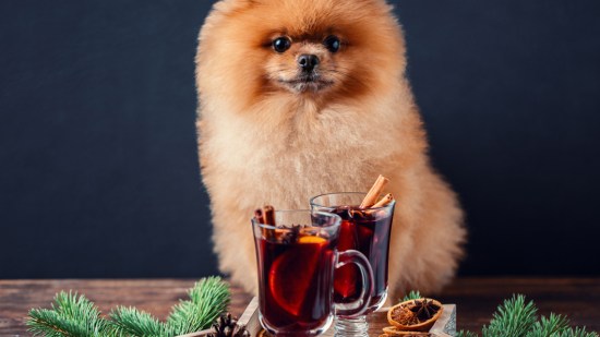 Perro de raza pomerania junto a un té de canela