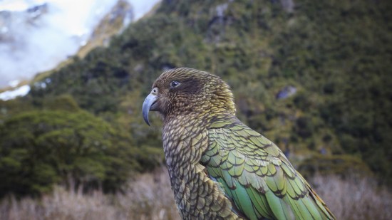 Kea