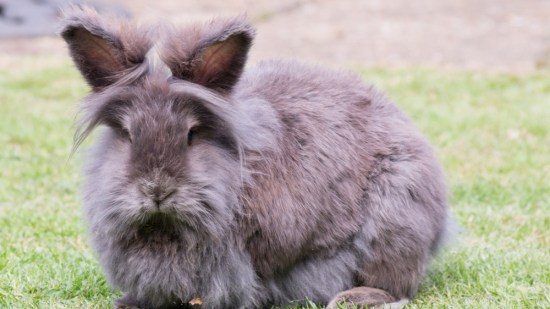 Conejo lionhead