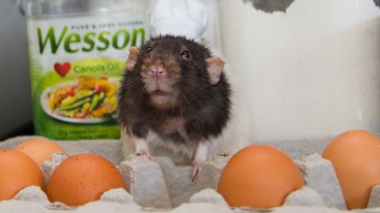 Rata cocinera
