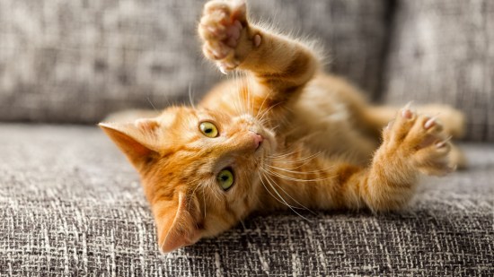 Gatito naranja jugando en el sofá