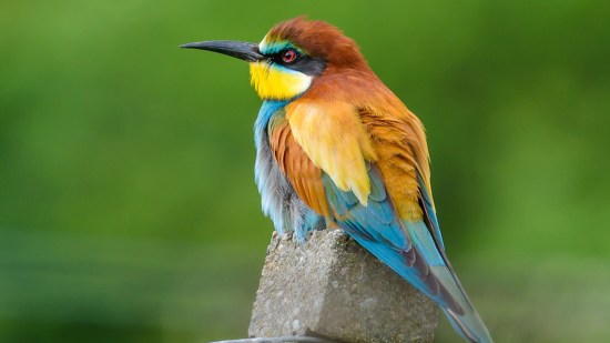 Abejaruco