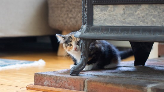 Gatito escondido detrás de un mueble