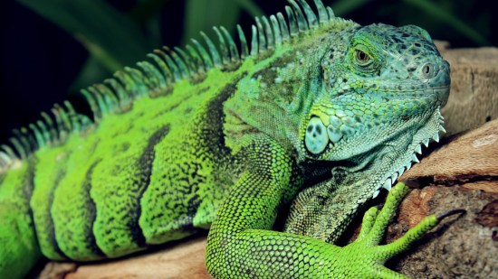 Iguana en un tronco