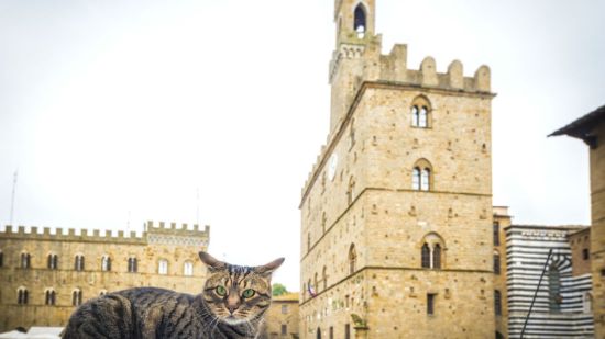 Gato en Italia