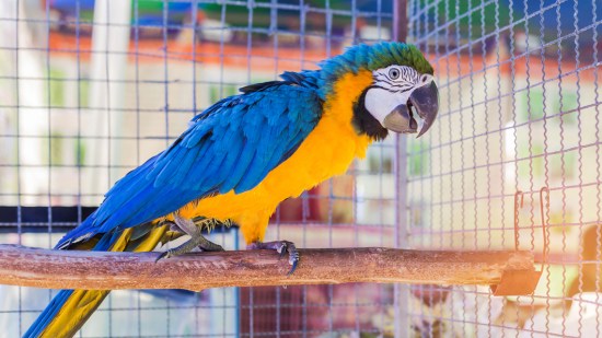 Loro multicolor posado en una rama