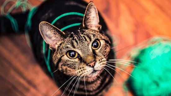 Gato con ovillo