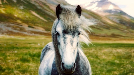 Caballo en la montaña