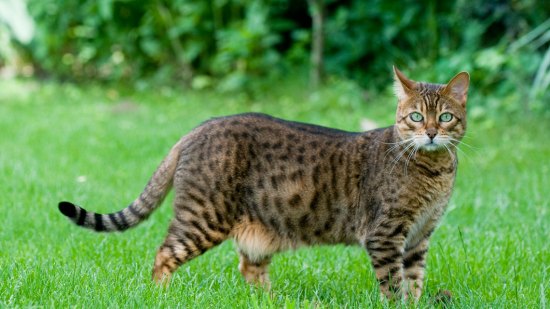 Gato exótico