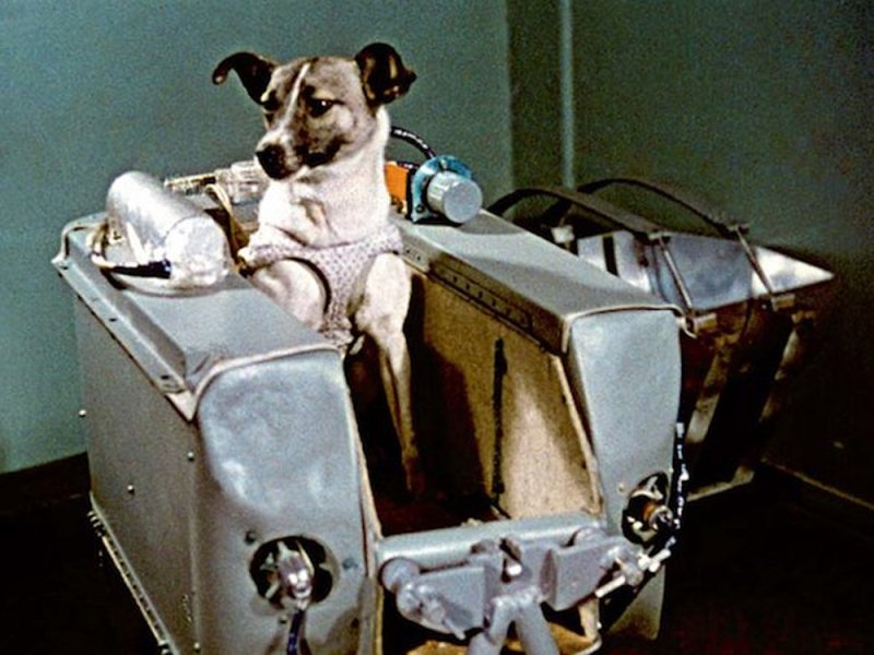 Laika