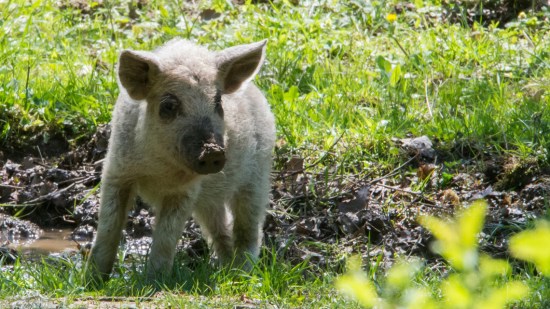 Cerdo mangalica