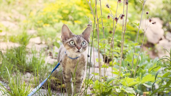 Gato en un parque