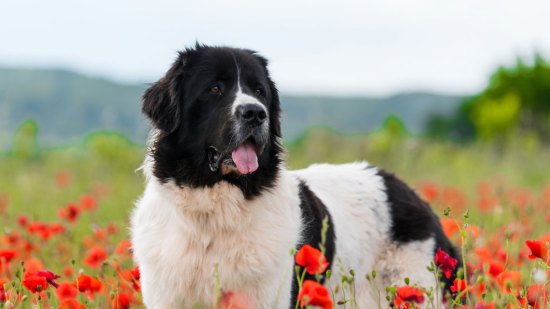 Landseer
