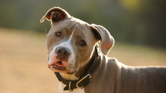Pitbull marrón