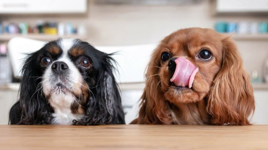 Perros detrás de una mesa