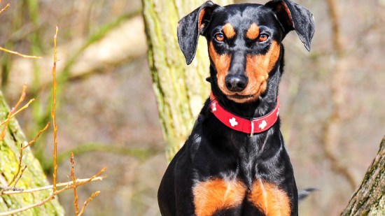 Pinscher alemán en un árbol