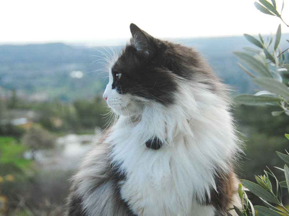 Gato subido a un olivo