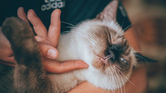 Gato en brazos