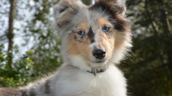 cachorro collie