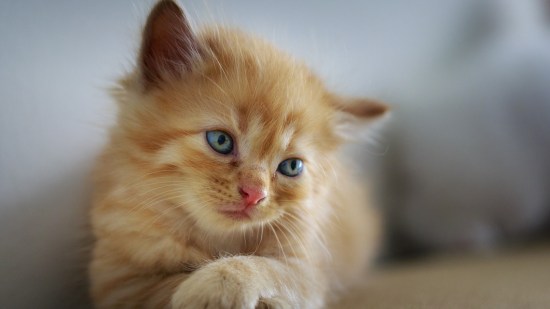 Gatito naranja