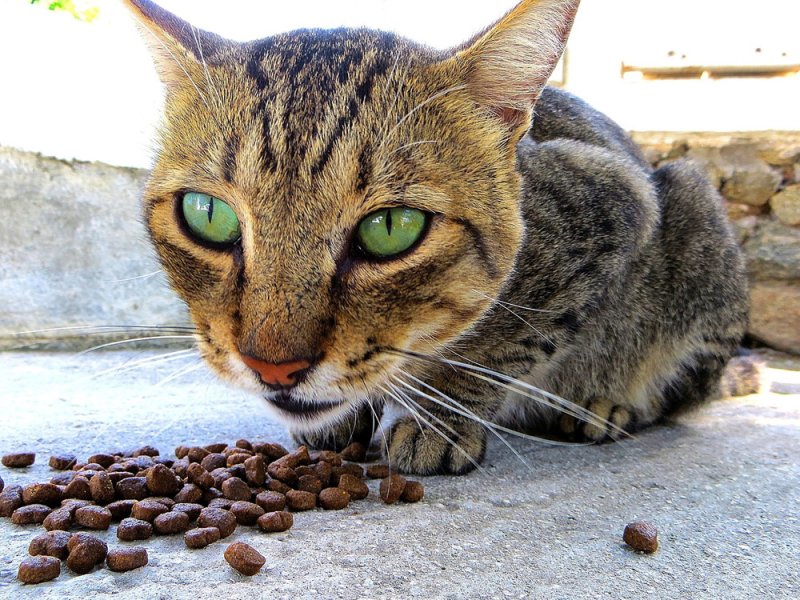 Gato comiendo pienso