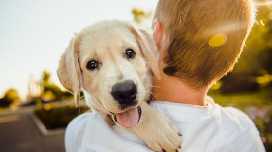 labrador cachorro