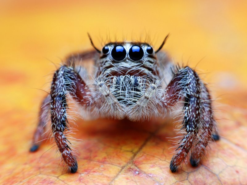 Araña saltarina