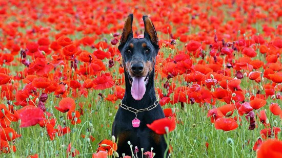 Doberman